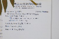 廣葉鋸齒雙蓋蕨藏品圖，第5張
