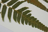 廣葉鋸齒雙蓋蕨藏品圖，第6張