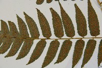 廣葉鋸齒雙蓋蕨藏品圖，第8張