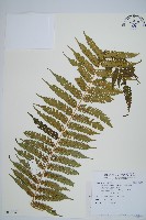 台灣桫欏藏品圖，第1張