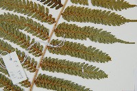 台灣桫欏藏品圖，第3張