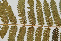 台灣桫欏藏品圖，第4張