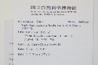 虎克氏鱗蓋蕨藏品圖，第2張