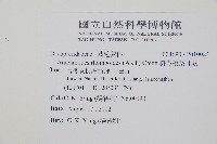 斜方複葉耳蕨藏品圖，第2張