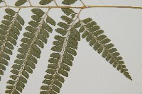 斜方複葉耳蕨藏品圖，第4張