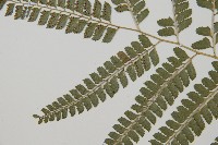 斜方複葉耳蕨藏品圖，第5張