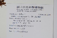 車前蕨藏品圖，第2張