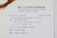 海州骨碎補藏品圖，第2張