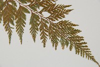 海州骨碎補藏品圖，第3張