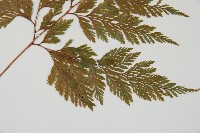 海州骨碎補藏品圖，第4張