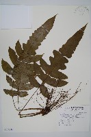 假腸蕨藏品圖，第1張