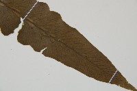 假腸蕨藏品圖，第3張