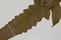 假腸蕨藏品圖，第4張