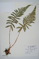 尖葉耳蕨藏品圖，第1張