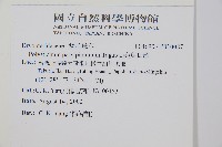 尖葉耳蕨藏品圖，第2張