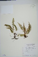 陵齒蕨、鱗始蕨藏品圖，第1張