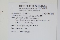 台灣劍蕨藏品圖，第2張