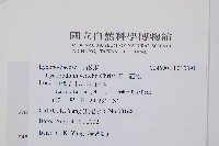 玉山石松藏品圖，第2張