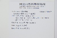 三翅鐵角蕨藏品圖，第2張