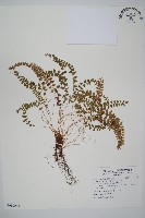 玉山耳蕨藏品圖，第1張