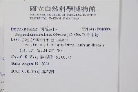擬芽孢耳蕨藏品圖，第2張