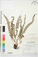 擬芽孢耳蕨藏品圖，第2張