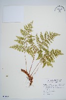 台灣小膜蓋蕨藏品圖，第1張