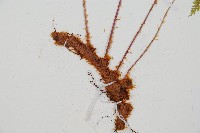 台灣小膜蓋蕨藏品圖，第3張