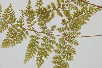 台灣小膜蓋蕨藏品圖，第4張