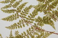 台灣小膜蓋蕨藏品圖，第5張