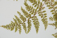 台灣小膜蓋蕨藏品圖，第6張