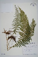 縮羽金星蕨藏品圖，第1張