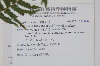 縮羽金星蕨藏品圖，第2張