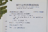 柄囊蕨藏品圖，第2張