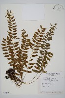 鈍齒鐵角蕨藏品圖，第1張