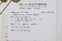 鈍齒鐵角蕨藏品圖，第2張