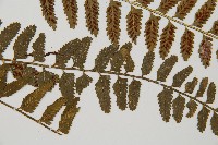 鈍齒鐵角蕨藏品圖，第3張