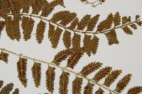 鈍齒鐵角蕨藏品圖，第4張