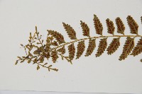 鈍齒鐵角蕨藏品圖，第5張