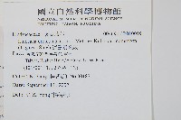 海島陵齒蕨藏品圖，第2張