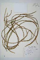 覆葉石松藏品圖，第1張