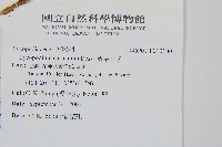 覆葉石松藏品圖，第2張