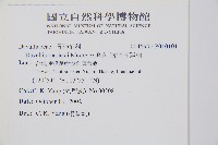 海州骨碎補藏品圖，第2張