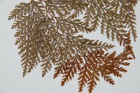 海州骨碎補藏品圖，第3張