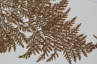 海州骨碎補藏品圖，第4張