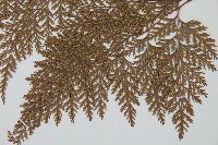 海州骨碎補藏品圖，第5張