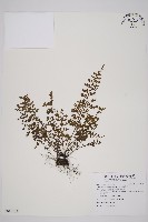 鱗柄鐵角蕨藏品圖，第1張