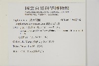 鱗柄鐵角蕨藏品圖，第2張