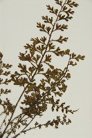 鱗柄鐵角蕨藏品圖，第3張