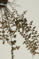鱗柄鐵角蕨藏品圖，第4張